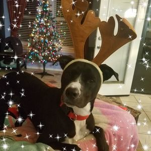 Meet your Posher, Monica